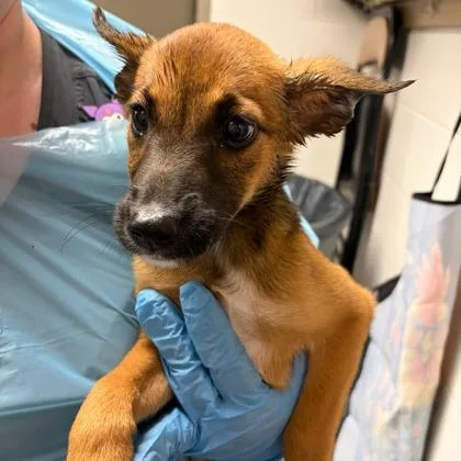 A young large-sized female Cattle Dog dog named Sandy for adoption in Kansas City, MO