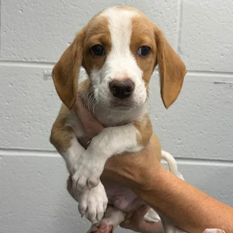 A baby small-sized male Beagle dog named Male for adoption in Fairfax, VA