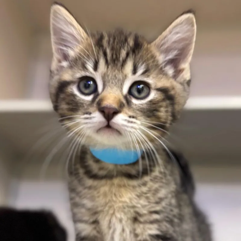 A baby small-sized male Brown / Chocolate Domestic Short Hair cat named Luffy for adoption in Westhampton, NY
