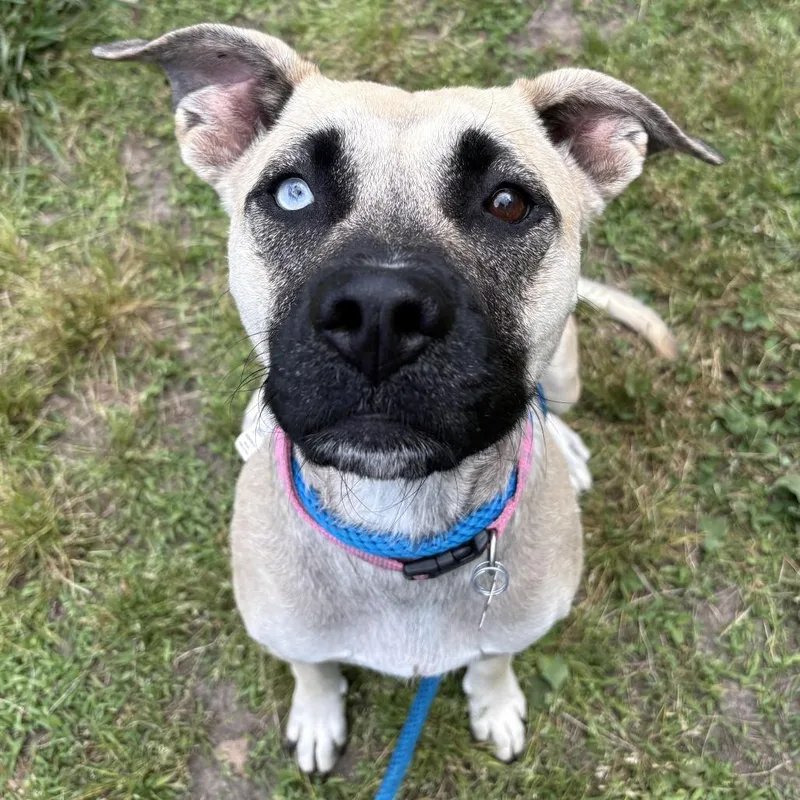 An adult medium-sized female Yellow / Tan / Blond / Fawn Shepherd dog named Bonnie for adoption in Chesapeake, VA