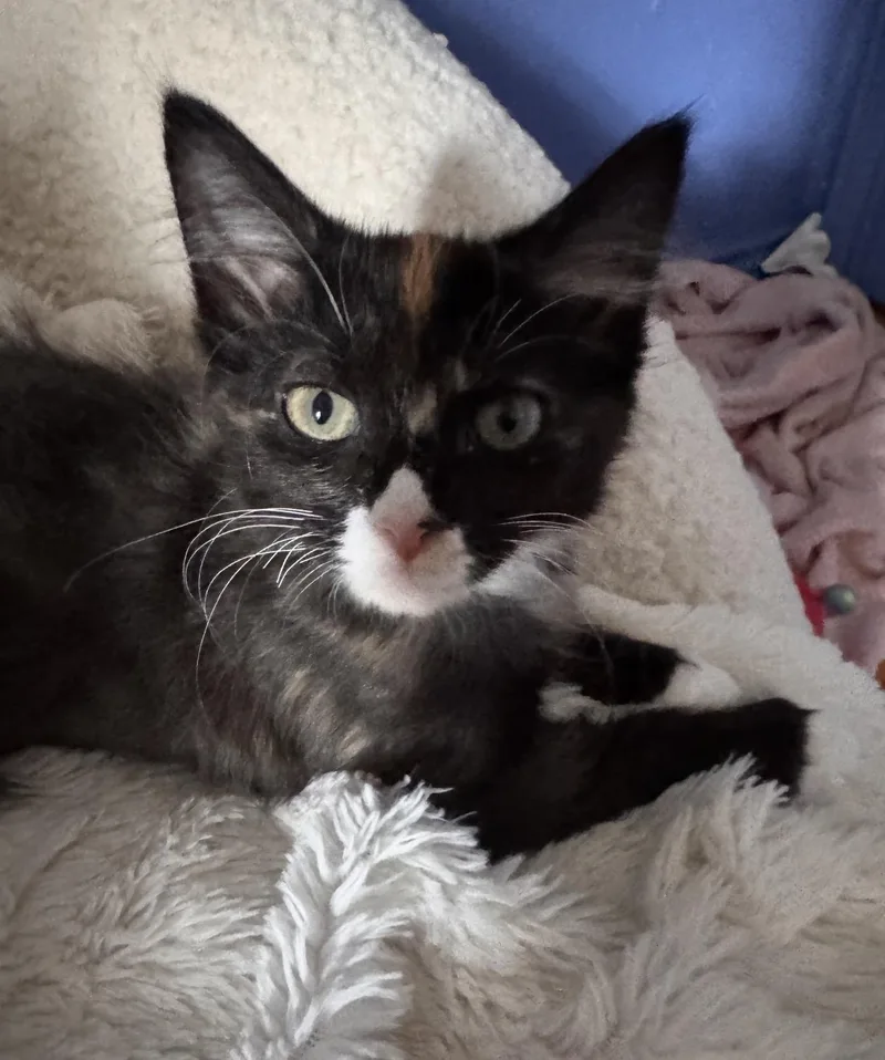 A baby medium-sized female Domestic Short Hair cat named Reese for adoption in Austin, TX