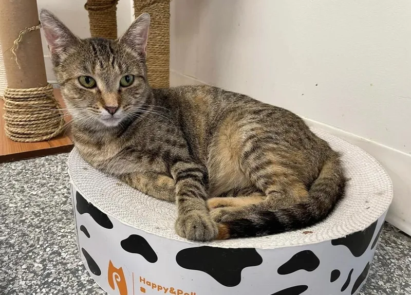 An adult medium-sized female Torbie Domestic Short Hair cat named Parvati for adoption in Hudsonville, MI