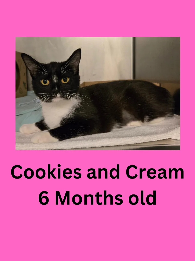 An adult medium-sized female Black & White / Tuxedo Domestic Short Hair cat named Cookies And Cream for adoption in Ravenna, OH
