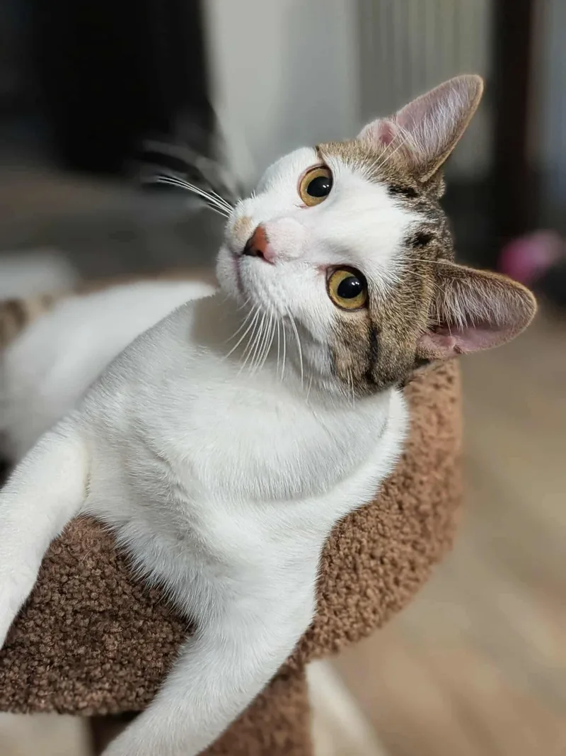 Purrlock Holmes thumbnail 2