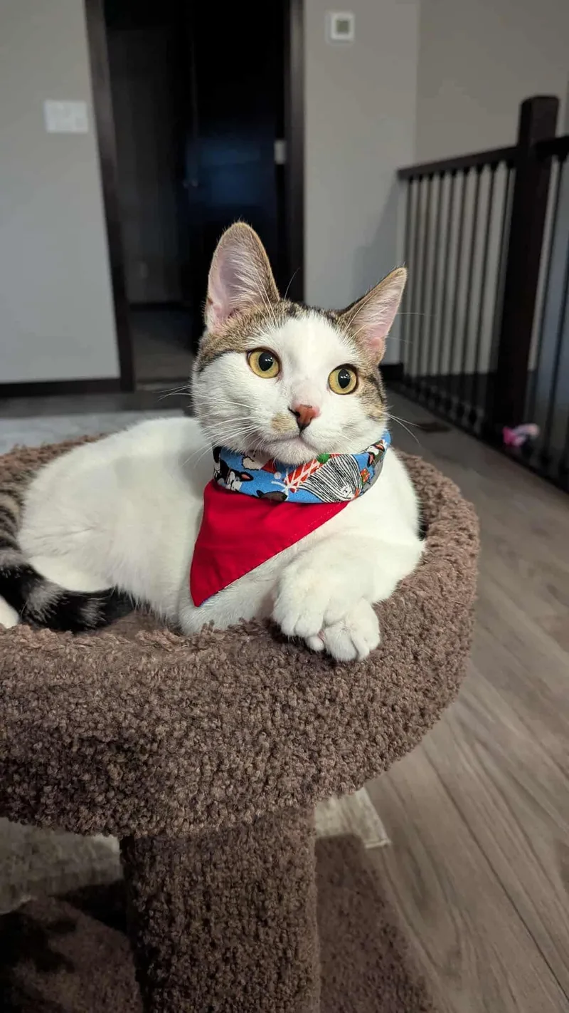 Purrlock Holmes thumbnail 3