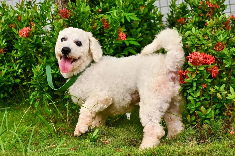 A young small-sized male Bichon Frise dog named Bagel for adoption in Hacienda Heights, CA