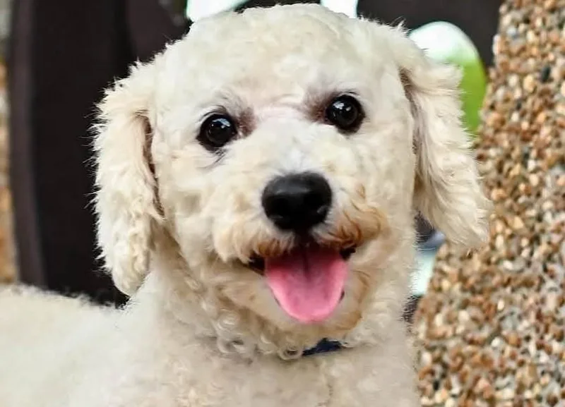 Bagel thumbnail 2
