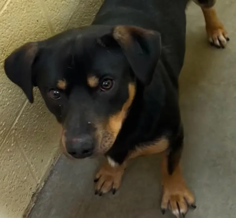 A young medium-sized male Basset Hound dog named Daniel for adoption in Elizabethton, TN