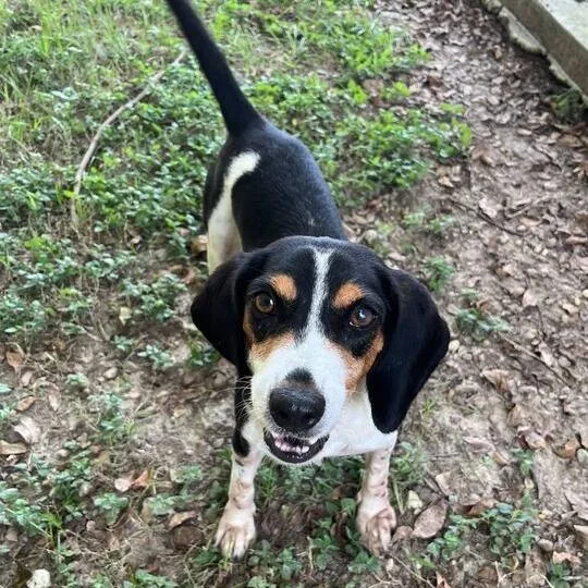 An adult medium-sized female Black Beagle dog named Giggles for adoption in Carencro, LA