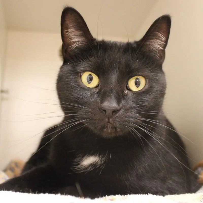 An adult medium-sized female Black Domestic Short Hair cat named Anubis for adoption in Champaign, IL