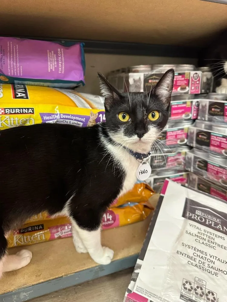 A young medium-sized female Black & White / Tuxedo Domestic Short Hair cat named Halo for adoption in tucson, AZ
