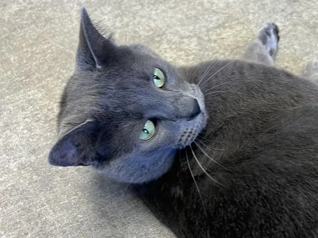 A young small-sized female Domestic Short Hair cat named Guava for adoption in Palo Alto, CA