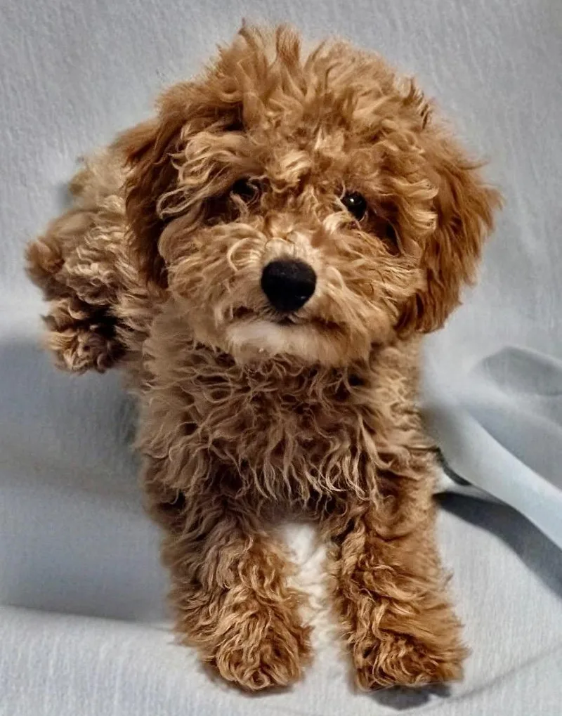 Raggedy Annecavapoo Puppy!
