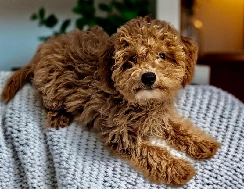 Raggedy Annecavapoo Puppy! thumbnail 2