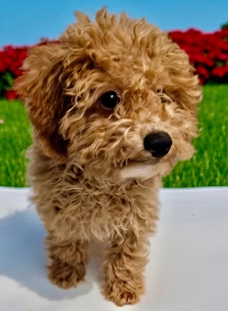 Raggedy Annecavapoo Puppy! thumbnail 3