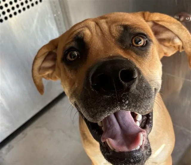 A young large-sized female Cane Corso dog named Libby for adoption in Mesa, AZ