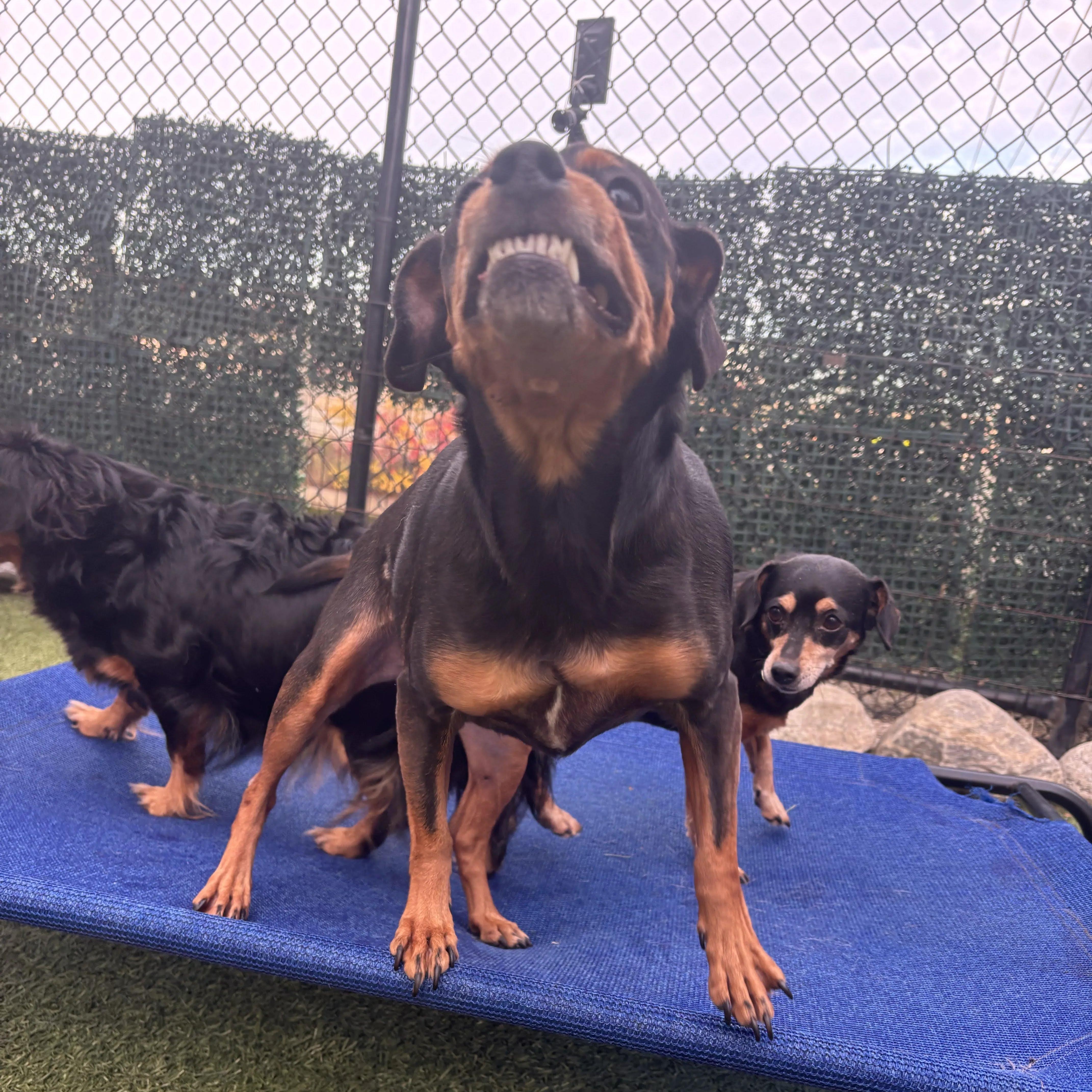 An adult small-sized male Black Dachshund dog named Twix for adoption in Stamford, CT