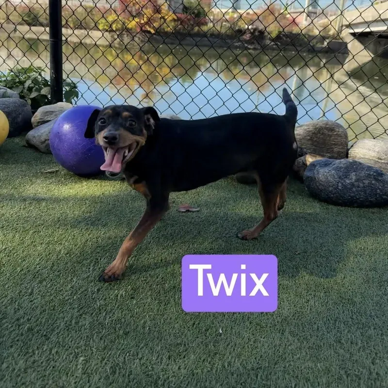 Twix thumbnail 3