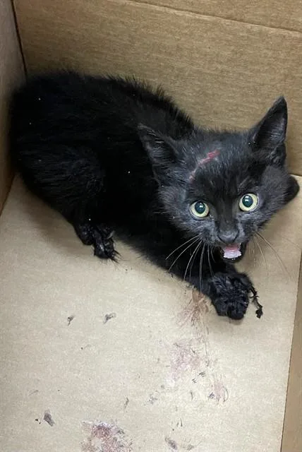 A baby small-sized female Domestic Short Hair cat named Grease Monkey for adoption in San Jose, CA