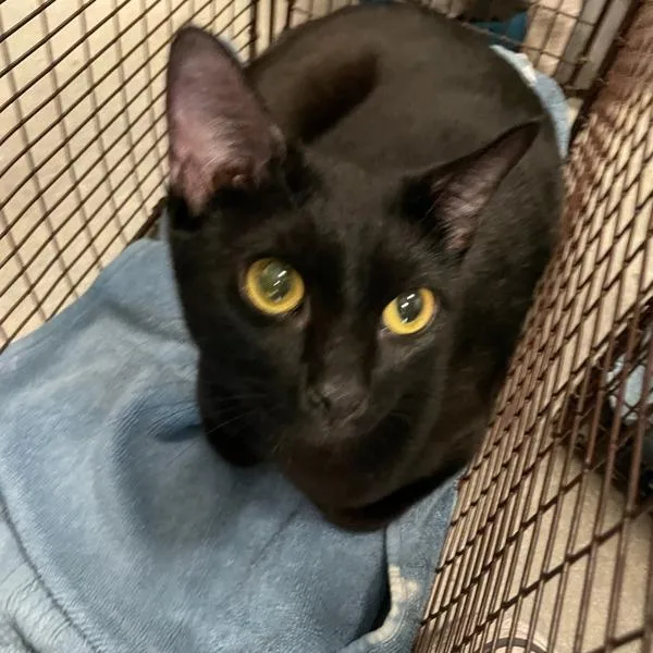 An adult small-sized female Domestic Short Hair cat named Sharia for adoption in Des Moines, IA
