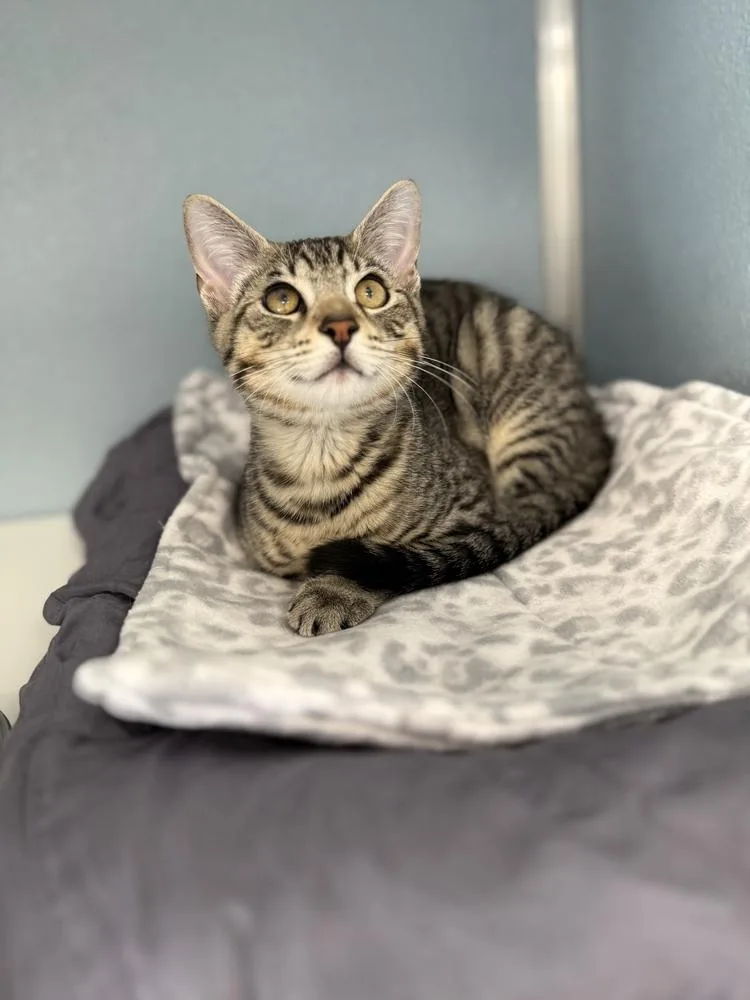 A baby medium-sized male Domestic Short Hair cat named Levi for adoption in Milltown, NJ