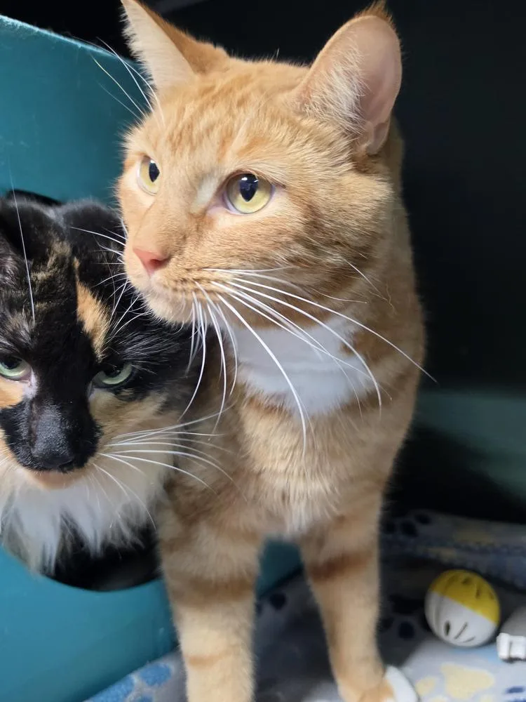 An adult medium-sized male Orange & White Domestic Short Hair cat named Busco for adoption in Mishawaka, IN