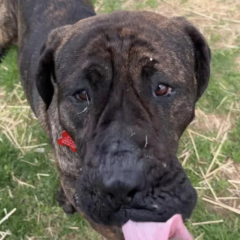 A young extra large-sized male Mastiff dog named Celeste for adoption in Valparaiso, IN