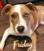 A baby medium-sized female Australian Cattle Dog / Blue Heeler dog named Nessa for adoption in Brooklyn Center, MN