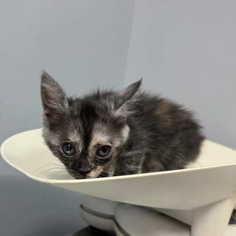 A baby small-sized female Gray / Blue / Silver Domestic Short Hair cat named Misty for adoption in Columbus, GA