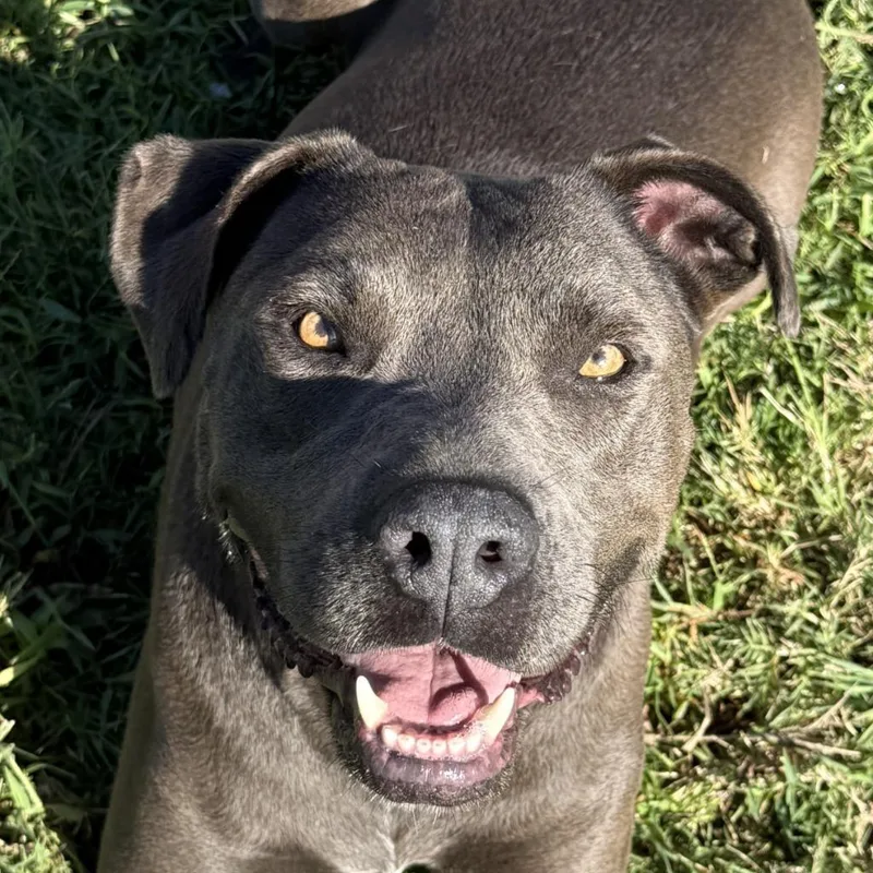 An adult medium-sized female Pit Bull Terrier dog named Wednesday for adoption in Brenham, TX