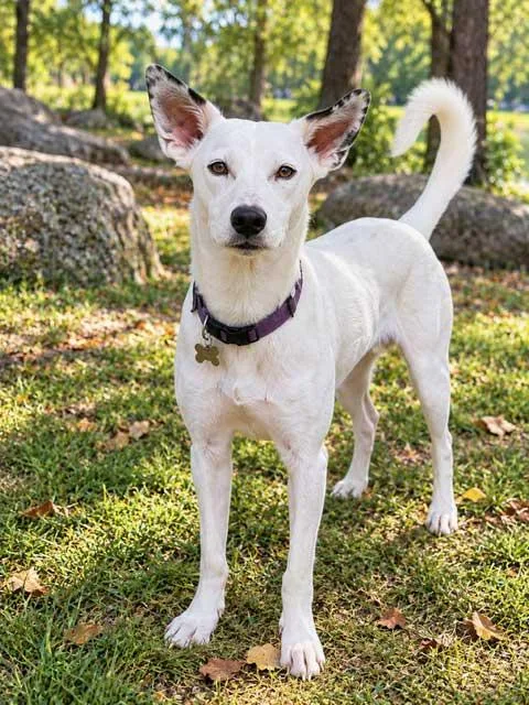 An adult medium-sized female Australian Shepherd dog named Ghost Girl for adoption in Franklin, TN