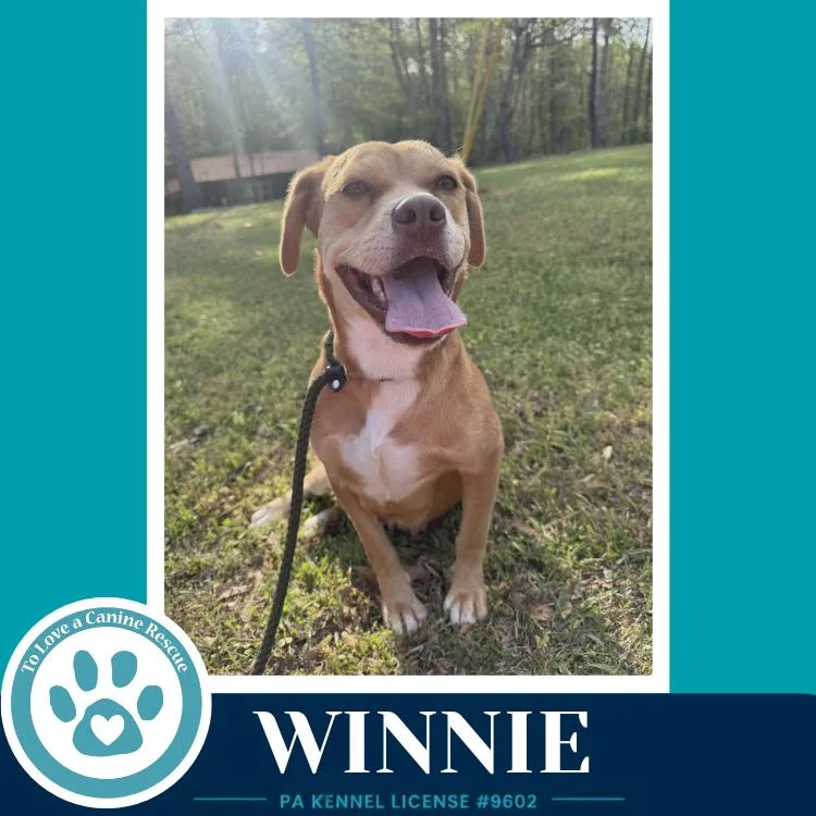 An adult medium-sized female White / Cream American Bully dog named Winnie for adoption in Kimberton, PA