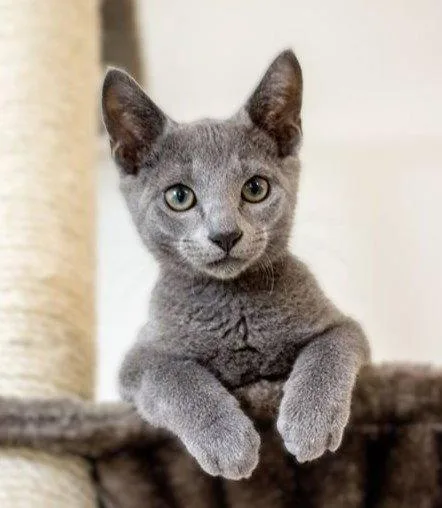 A baby medium-sized female Black Russian Blue cat named BunBun for adoption in Plano, TX