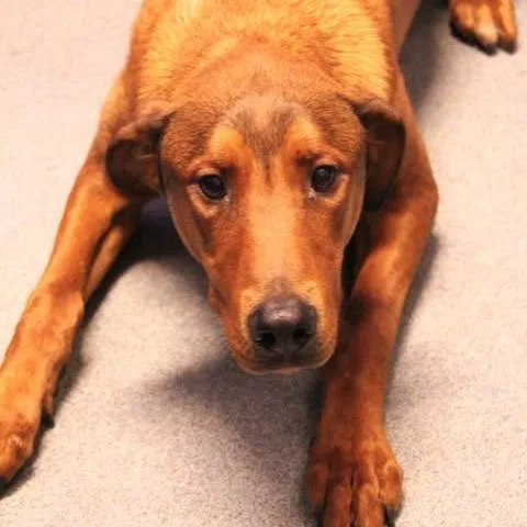 An adult large-sized male Red / Chestnut / Orange Hound dog named 26-01074 for adoption in Fredericksburg, VA