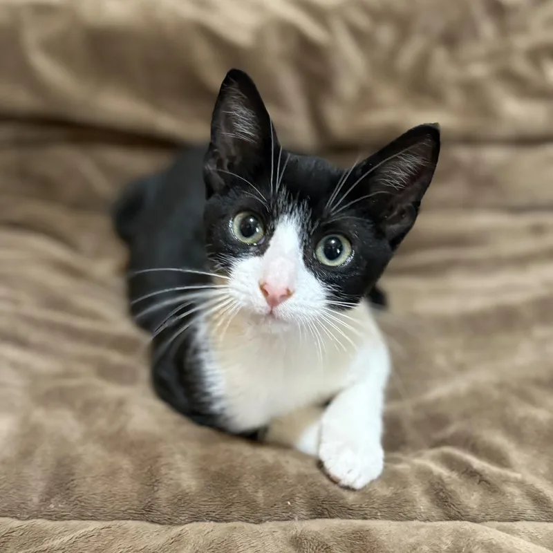 A baby small-sized female Black Domestic Short Hair cat named Flora for adoption in Tylertown, MS