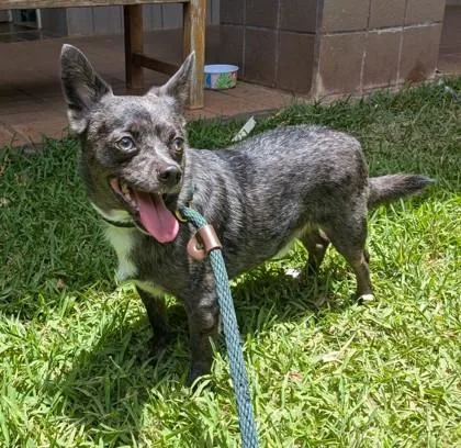 An adult small-sized male Mixed Breed dog named Baby Fox for adoption in Honolulu, HI