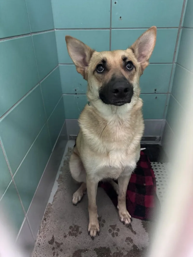 A young medium-sized female German Shepherd Dog dog named Willow for adoption in Houston, TX