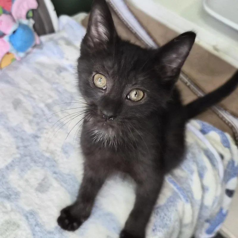 A young medium-sized male Black Domestic Short Hair cat named Cheddar for adoption in Baltimore, MD