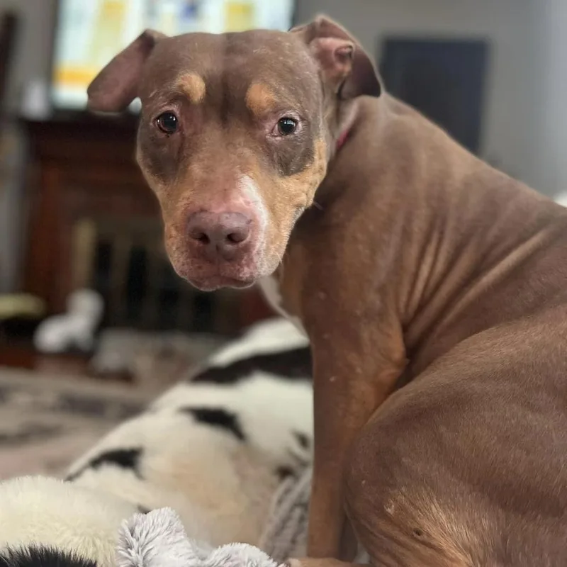 A senior large-sized female Boxer dog named Butters for adoption in Long Island City, NY