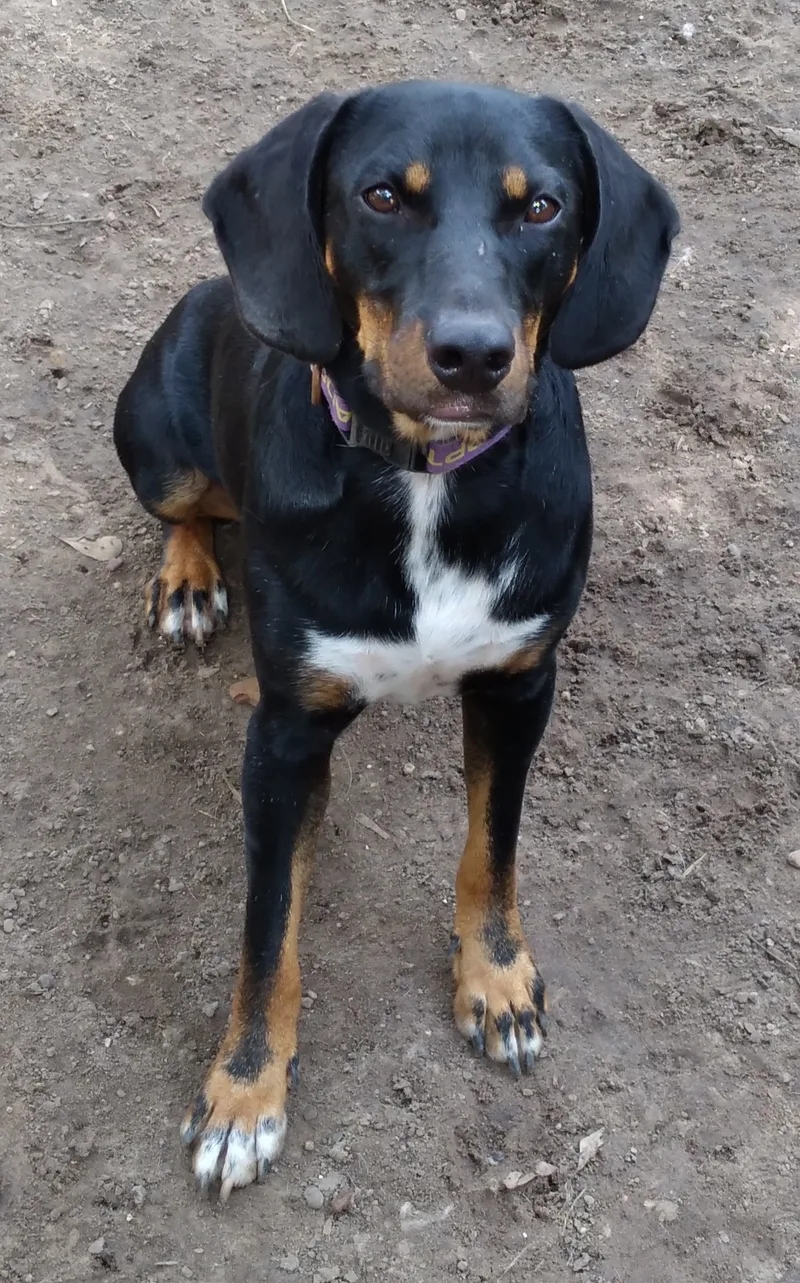 An adult medium-sized male Tricolor (Brown, Black, & White) Hound dog named Gunner from TEXAS for adoption in Wallis, TX