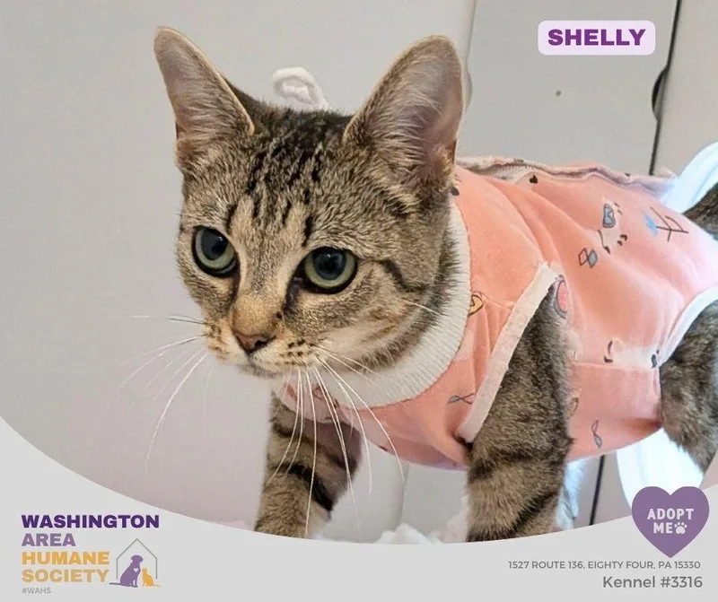 An adult small-sized female Tabby (Brown / Chocolate) Domestic Short Hair cat named Shelly for adoption in Eighty Four, PA