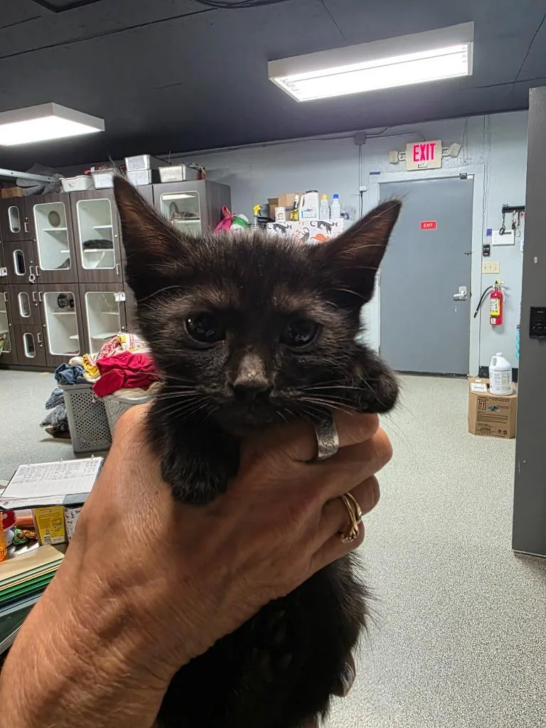 A baby medium-sized male Domestic Short Hair cat named Smokey for adoption in Huntington, IN