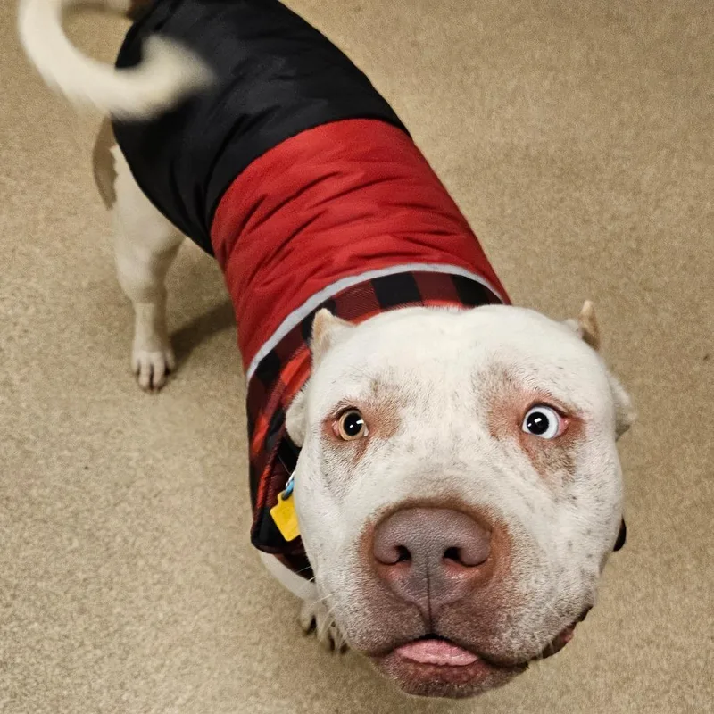 An adult medium-sized male White / Cream Pit Bull Terrier dog named Thanos for adoption in Bristol, IN