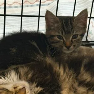 A baby small-sized female Domestic Short Hair cat named Denali for adoption in Cumming, GA