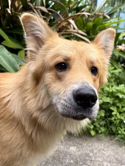 An adult large-sized male German Shepherd Dog dog named Corey Matthews for adoption in New Orleans, LA