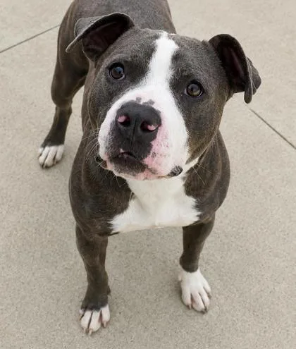 A young large-sized male Pit Bull Terrier dog named Gary for adoption in Cumming, GA