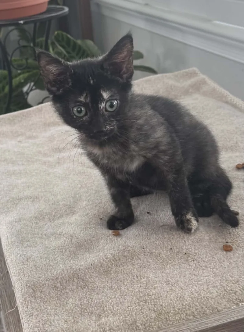 A baby large-sized female Tortoiseshell Domestic Short Hair cat named Mia for adoption in Lemoyne, PA