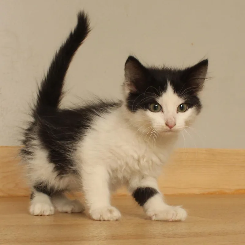 Alfie C thumbnail 2