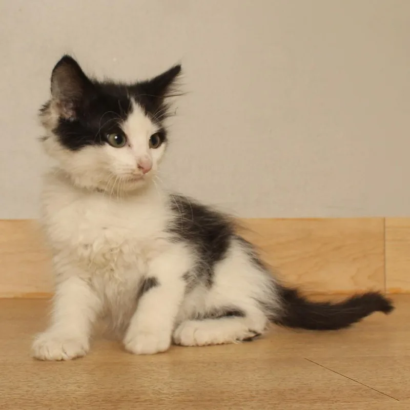 Alfie C thumbnail 3