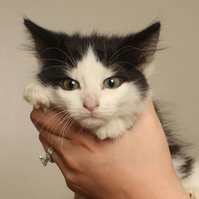 Alfie C thumbnail 4